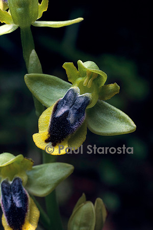 Ophrys lutea (ophrys jaune)