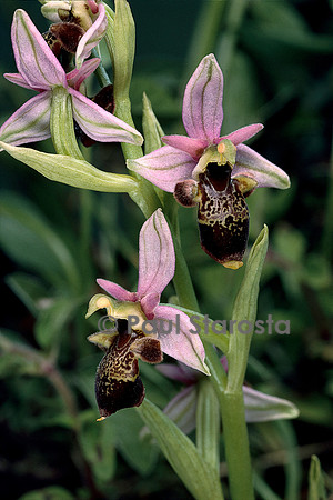 Ophrys scolopax (ophrys oiseau)
