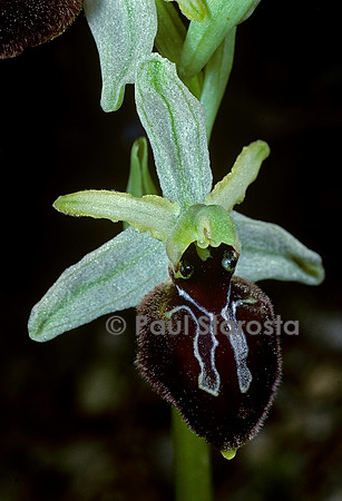 Ophrys sphegodes (ophrys araignée)