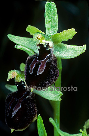 Ophrys sphegodes (ophrys araignée)