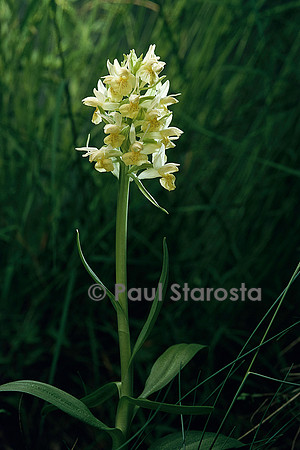 Dactylorhiza sambucina (orchis sureau)