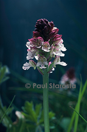 Neotinea ustulata (orchis brûlé)
