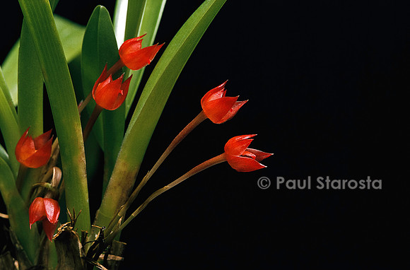 Maxillaria coccinea
