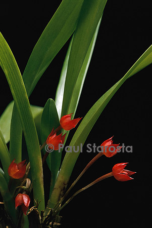Maxillaria coccinea