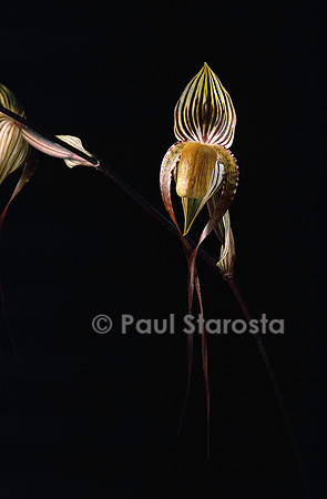 Paphiopedilum adductum