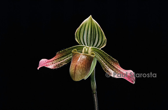 Paphiopedilum argus