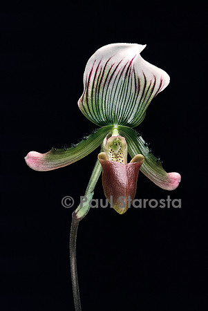 Paphiopedilum callosum