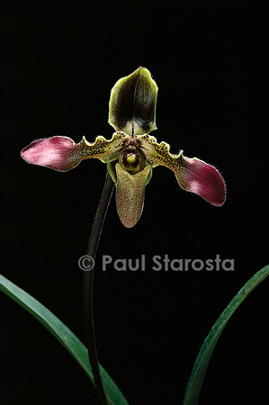 Paphiopedilum esquirolei