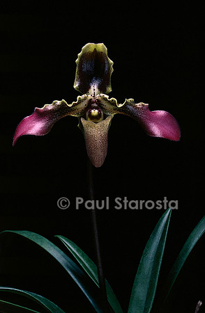 Paphiopedilum esquirolei