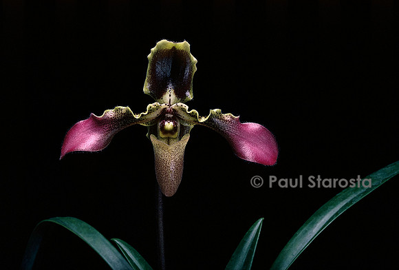Paphiopedilum esquirolei