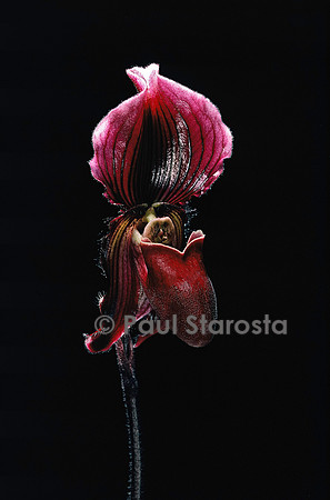 Paphiopedilum fairieanum x holdenii