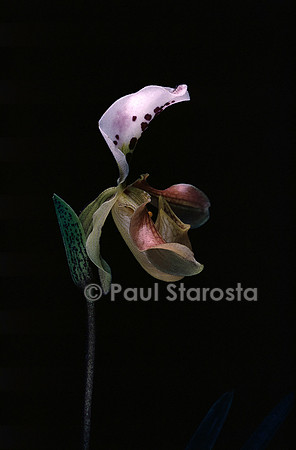 Paphiopedilum gratrixianum