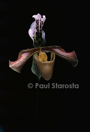 Paphiopedilum gratrixianum