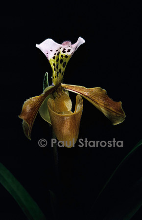 Paphiopedilum gratrixianum