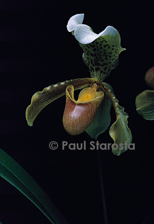 Paphiopedilum insigne