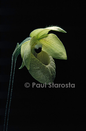 Paphiopedilum malipoense
