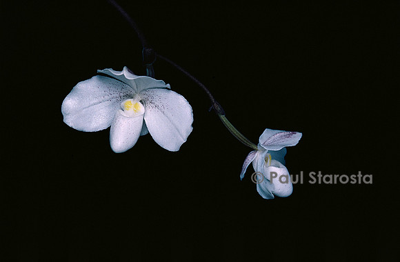 Paphiopedilum niveum