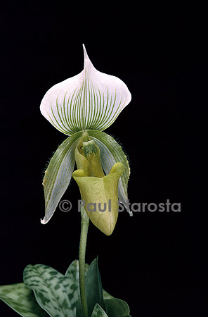 Paphiopedilum Onyx