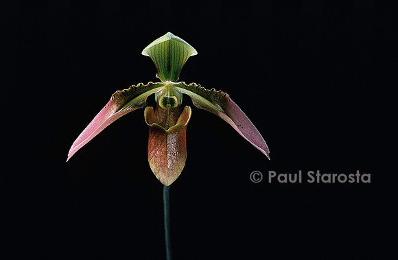 Paphiopedilum bullenianum