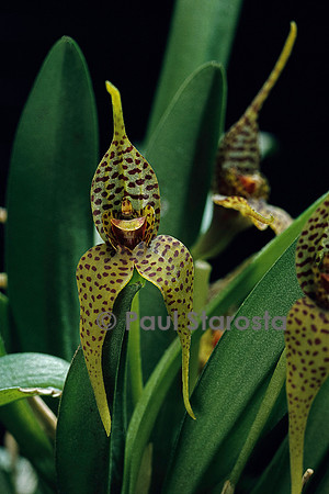 Dryadella edwallii