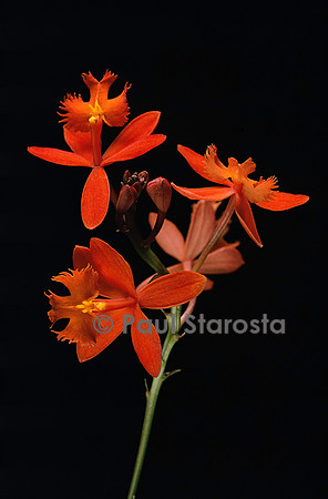 Epidendrum ibaguense