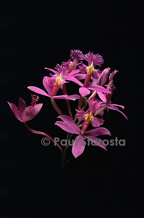 Epidendrum ibaguense