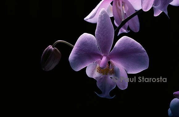 Phalaenopsis schilleriana