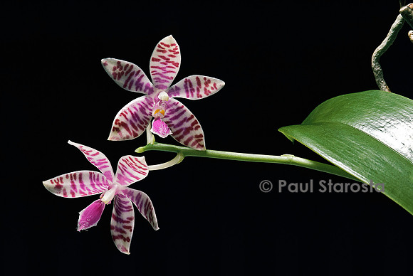 Phalaenopsis lueddemanniana