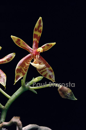 Phalaenopsis mannii