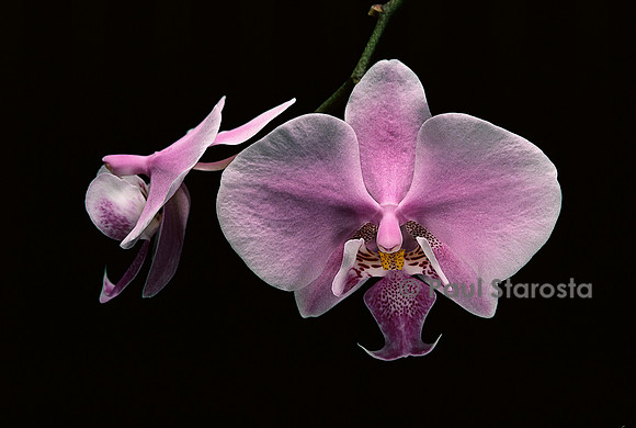 Phalaenopsis schilleriana