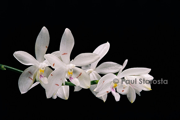 Phalaenopsis speciosa v.tetraspis