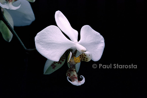 Phalaenopsis stuartiana
