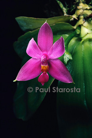 Phalaenopsis violacea