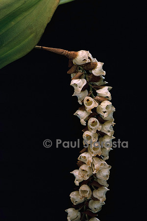 Pholidota imbricata