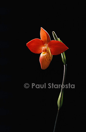 Phragmipedium besseae