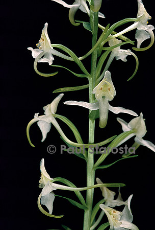 Platanthera chlorantha (orchis verdâtre)
