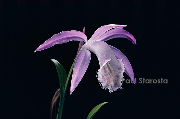 Pleione formosana