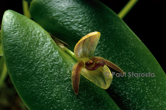 Pleurothallis bivalvis