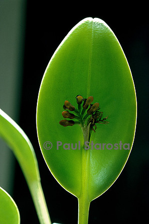 Pleurothallis circumplexa