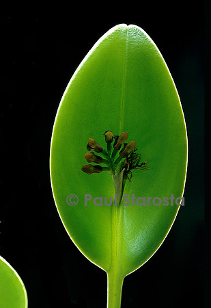 Pleurothallis circumplexa