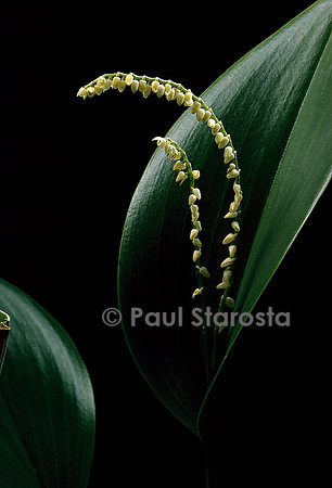 Pleurothallis pluriracemosa