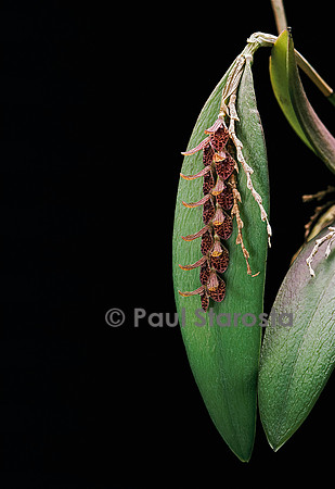 Pleurothallis sp.