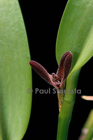 Pleurothallis sp.