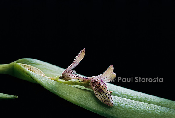 Pleurothallis truxillensis