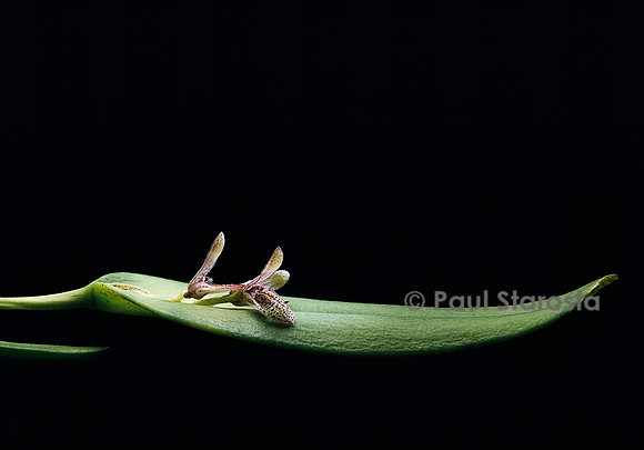 Pleurothallis truxillensis