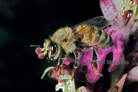 Pollinies sur la tête d'une abeille