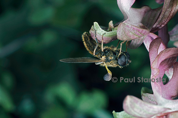 Pollinies sur le dos d'une mouche