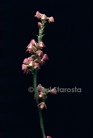 Polystachya rosea
