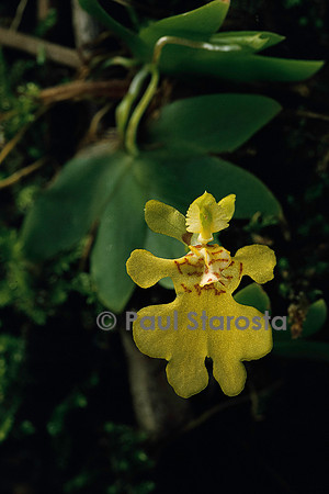 Erycina pusilla