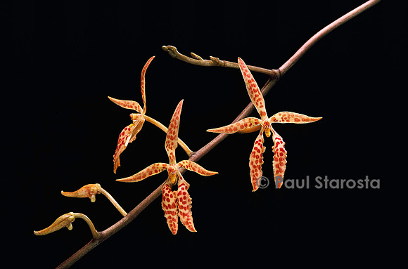 Renanthera matutina